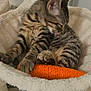 animal, carrot, cat, cozy, cute, ears, furniture, furry, grooming, hammock, indoor, kitten, paw, pet, resting, sleepy, soft, tabby, toy, whiskers