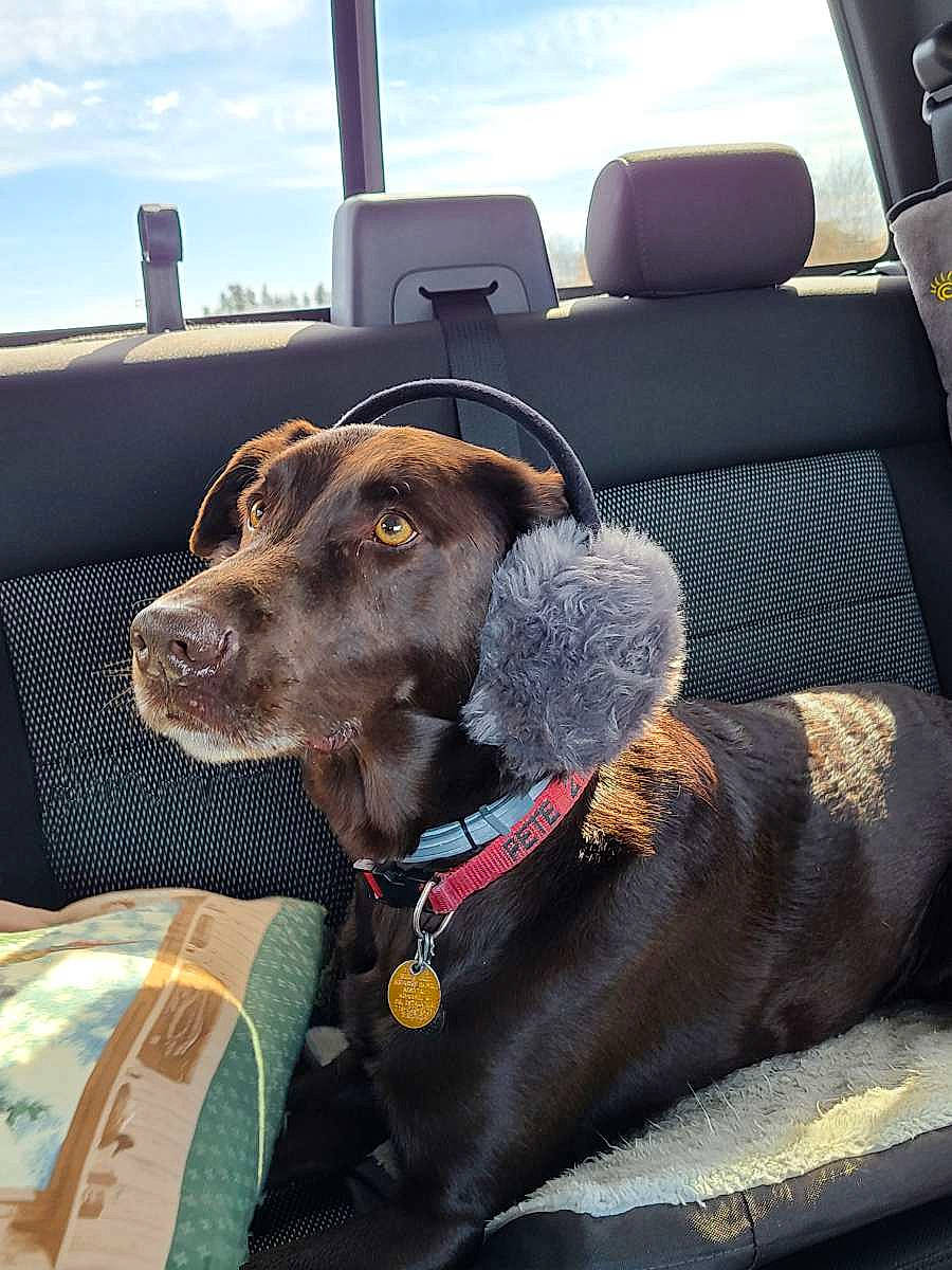 Pete is registered to the contest to win money with this photo: car_seat, car_seat_cover, carnivore, cloud, collar, comfort, companion_dog, dog, dog_breed, dog_collar, dog_supply, fawn, head_restraint, liver, pet_supply, sky, snout, vehicle, vehicle_door, working_animal
