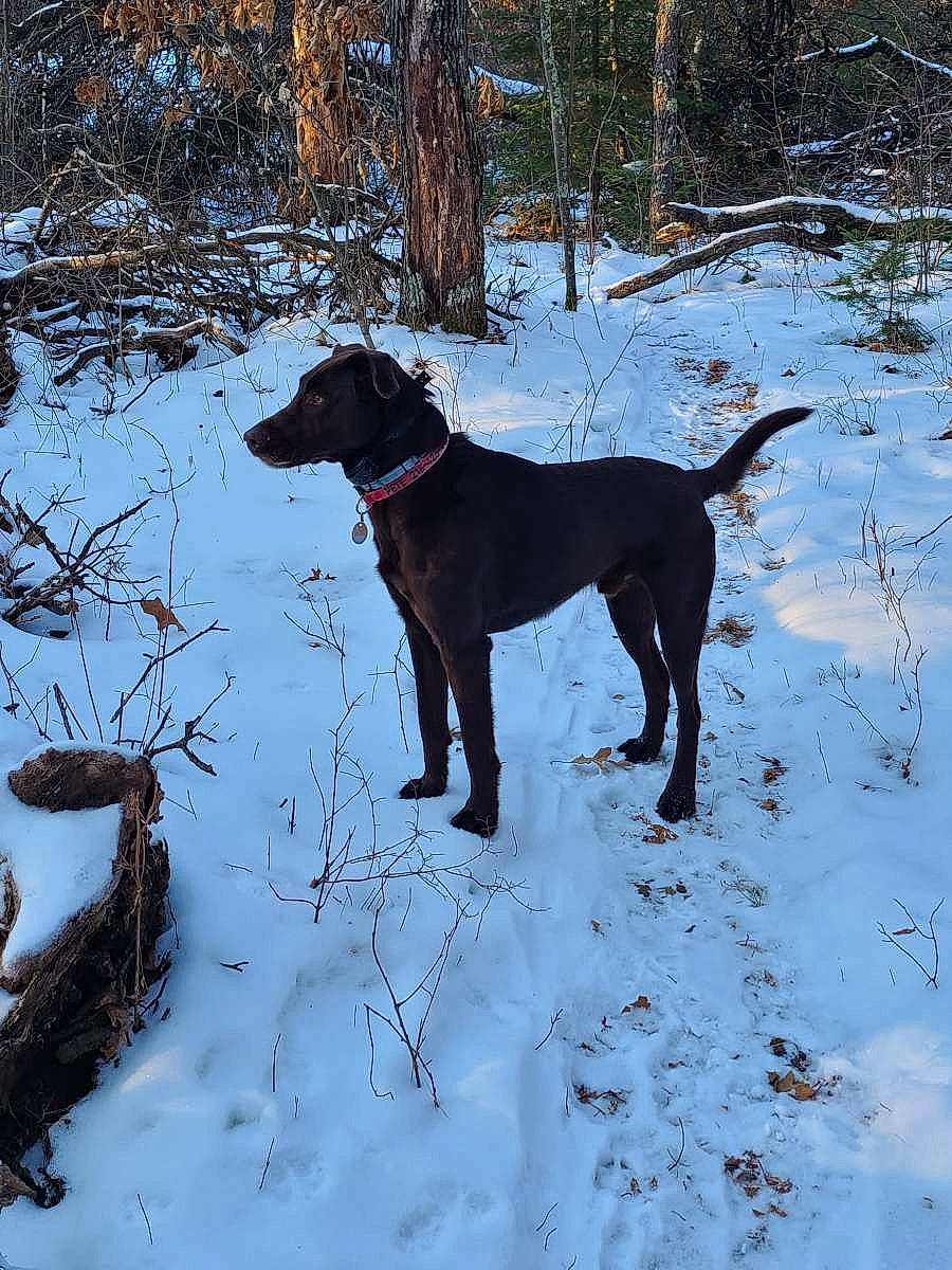 Pete is registered to the contest to win money with this photo: canidae, carnivore, collar, dog, dog_breed, dog_collar, dog_supply, fawn, freezing, gun_dog, pet_supply, plant, snout, snow, sporting_group, tail, tree, twig, winter, working_animal