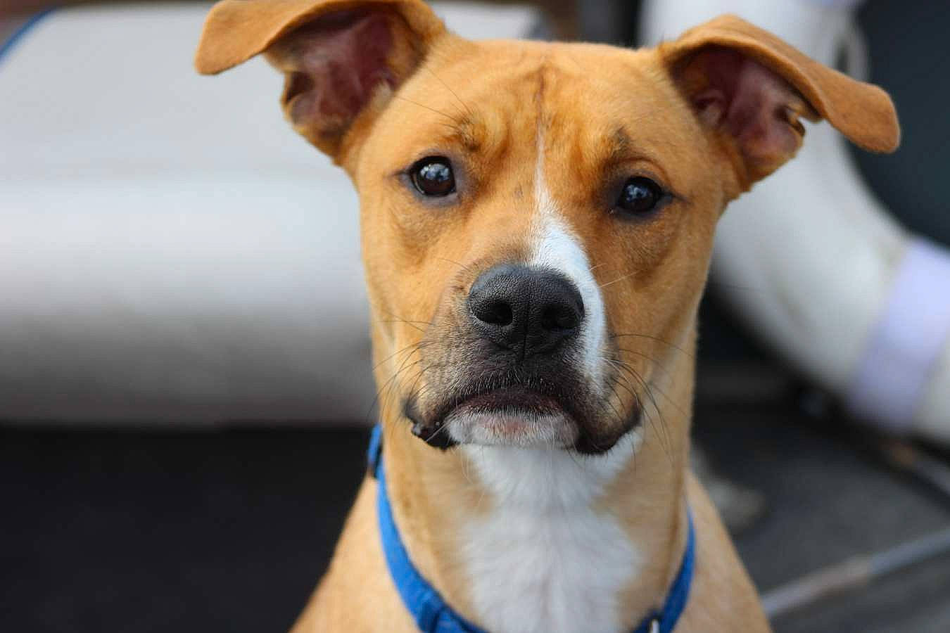 Diesel joined the competition — help win amazing prizes! ancient_dog_breeds, canidae, carnivore, collar, companion_dog, dog, dog_breed, eye, fawn, fur, head, irishjacks, puppy, sporting_group, terrier, whiskers, working_animal