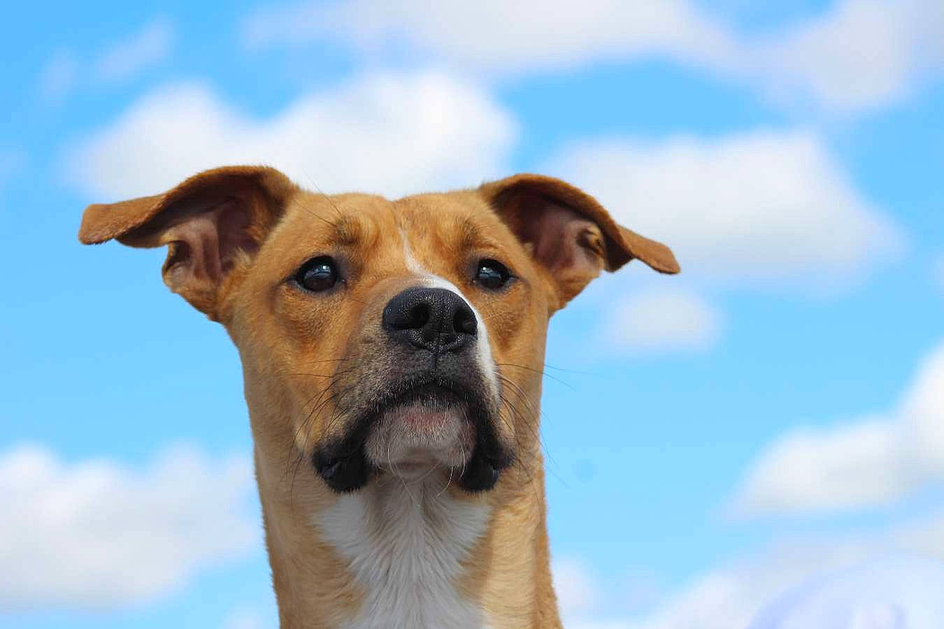 Diesel is registered to the contest to win money with this photo: ancient_dog_breeds, balance, canidae, carnivore, cloud, collar, companion_dog, dog, dog_breed, dog_collar, fawn, hunting_dog, sky, snout, sporting_group, terrestrial_animal, whiskers, working_animal, working_dog