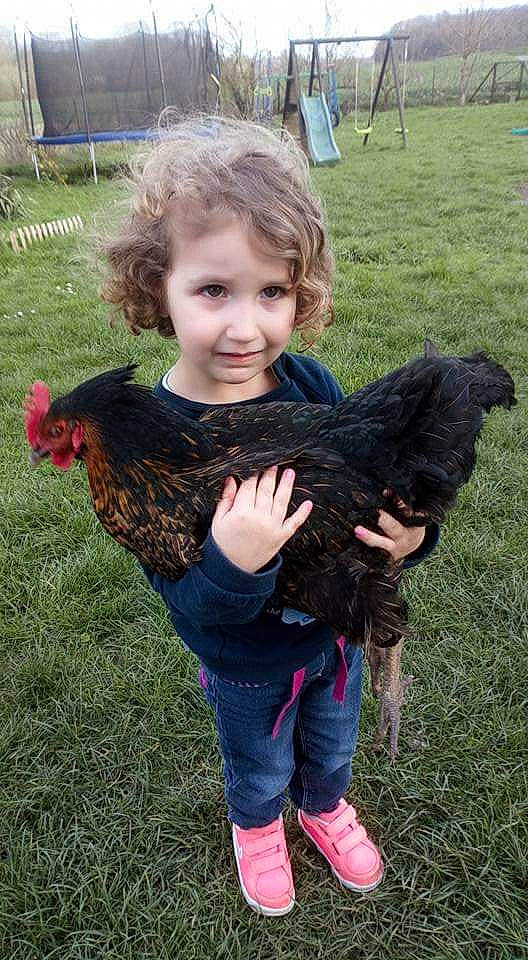 Apolline a rejoint le concours — aidez-le/la à gagner de superbes lots ! bird, chicken, child, galliformes, joy, livestock, person, play, poultry, rooster, toddler