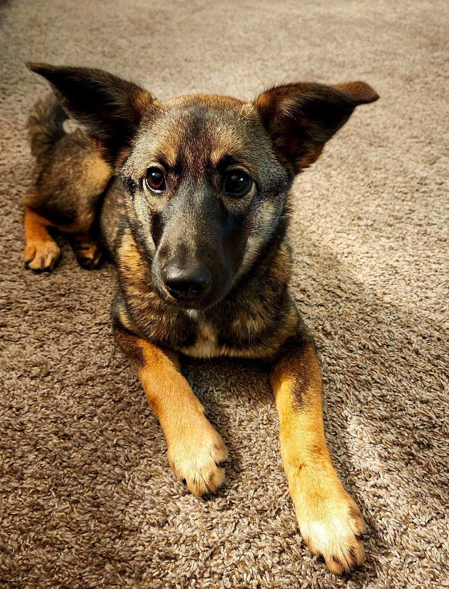 Emmy joined the competition — help win amazing prizes! canidae, carnivore, companion_dog, dog, dog_breed, fawn, fur, herding_dog, paw, plant, snout, sporting_group, street_dog, terrestrial_animal, whiskers, wildlife, working_dog