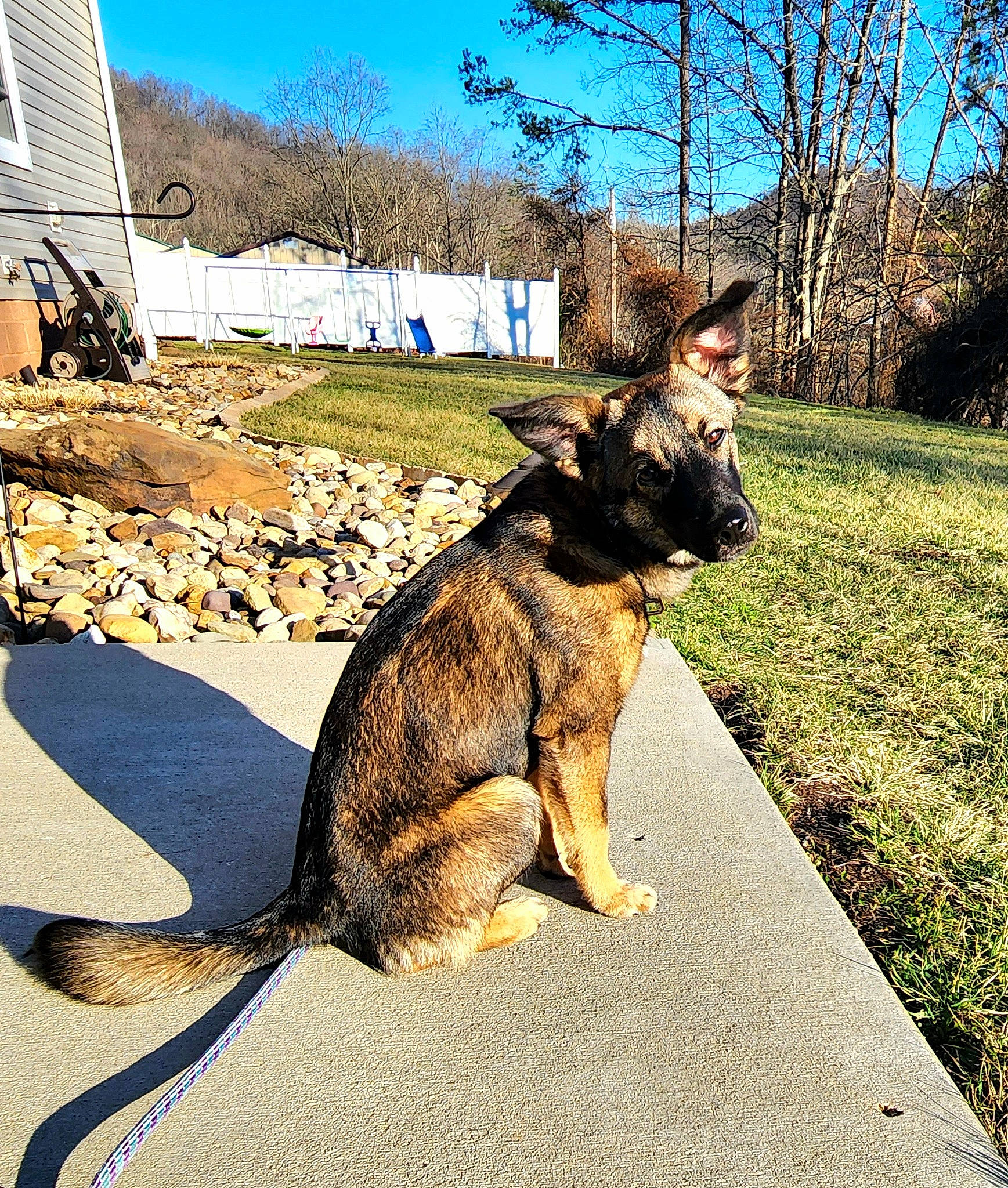 Emmy is registered to the contest to win money with this photo: carnivore, collar, dog, dog_breed, east_european_shepherd, fawn, german_shepherd_dog, king_shepherd, leash, old_german_shepherd_dog, plant, road_surface, sky, snout, sporting_group, tail, tree, wallaby, window, wood