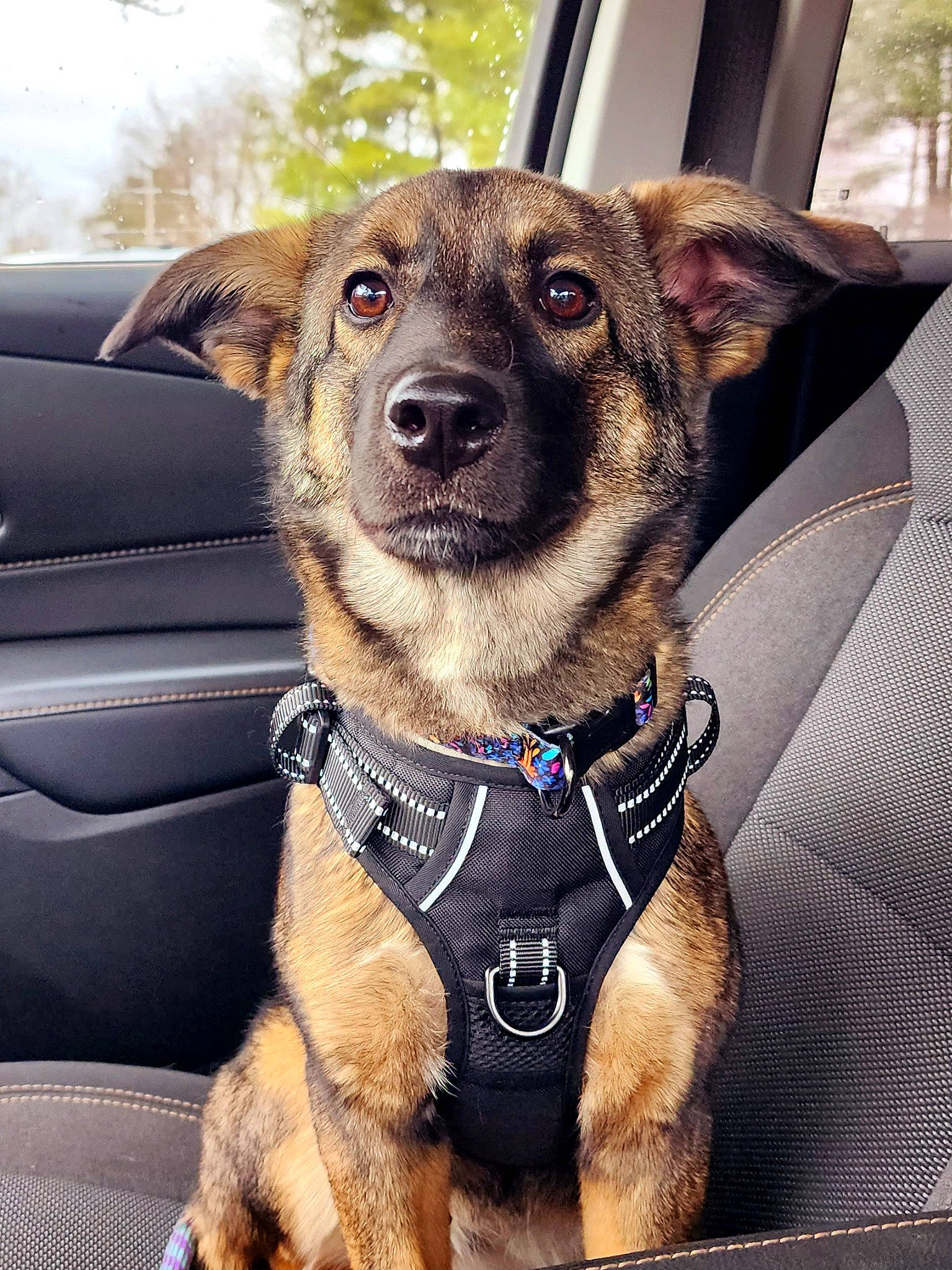 Emmy is registered to the contest to win money with this photo: auto_part, canidae, car, carnivore, collar, companion_dog, dog, dog_breed, dog_collar, dog_supply, fawn, fur, leash, motor_vehicle, snout, sporting_group, vehicle, vehicle_door, whiskers, working_animal