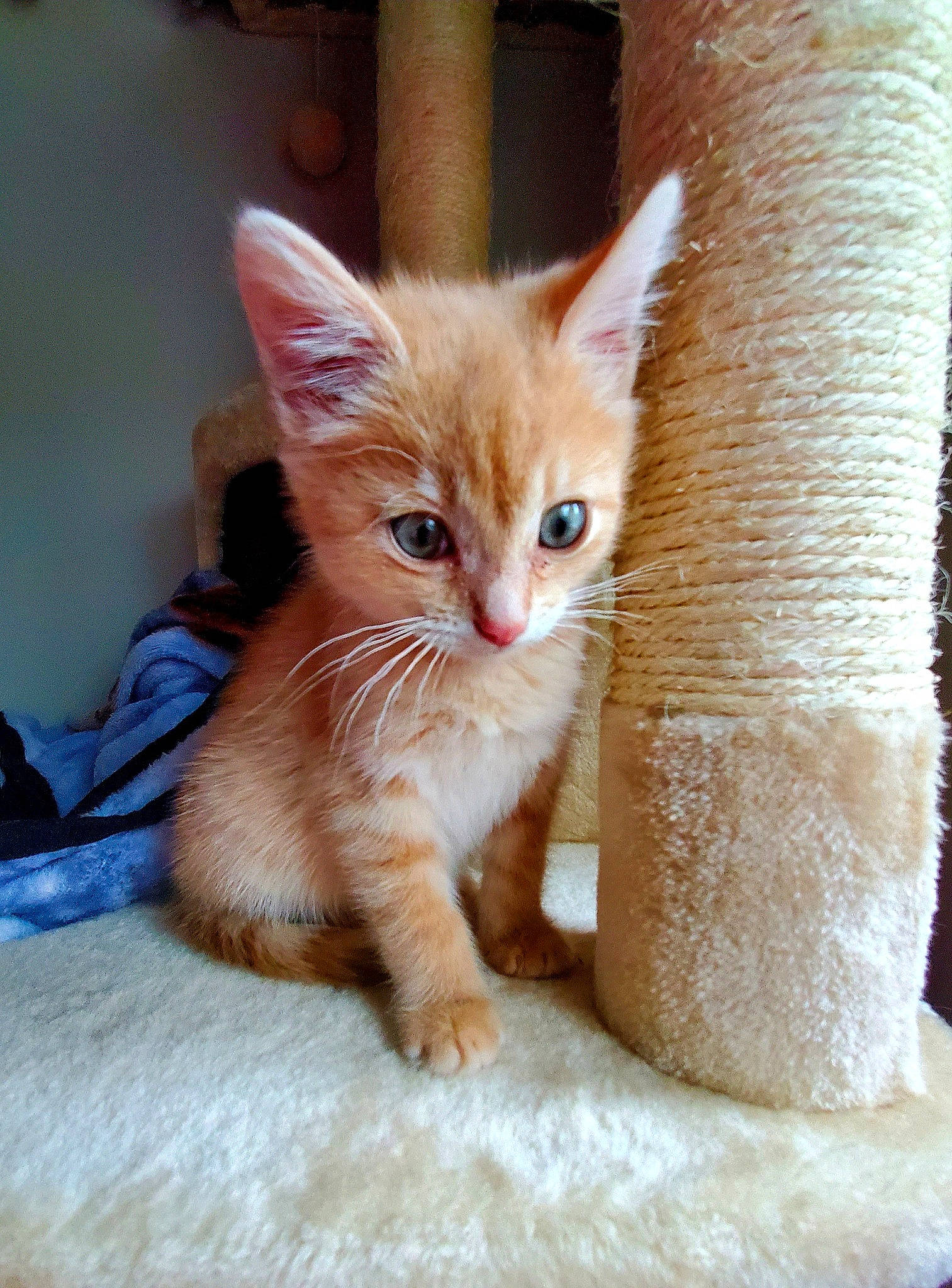 Izzy is registered to the contest to win money with this photo: carnivore, cat, claw, comfort, domestic_short_haired_cat, fawn, felidae, flooring, foot, fur, hardwood, paw, peach, sitting, small_to_medium_sized_cats, snout, tail, whiskers, window, wood