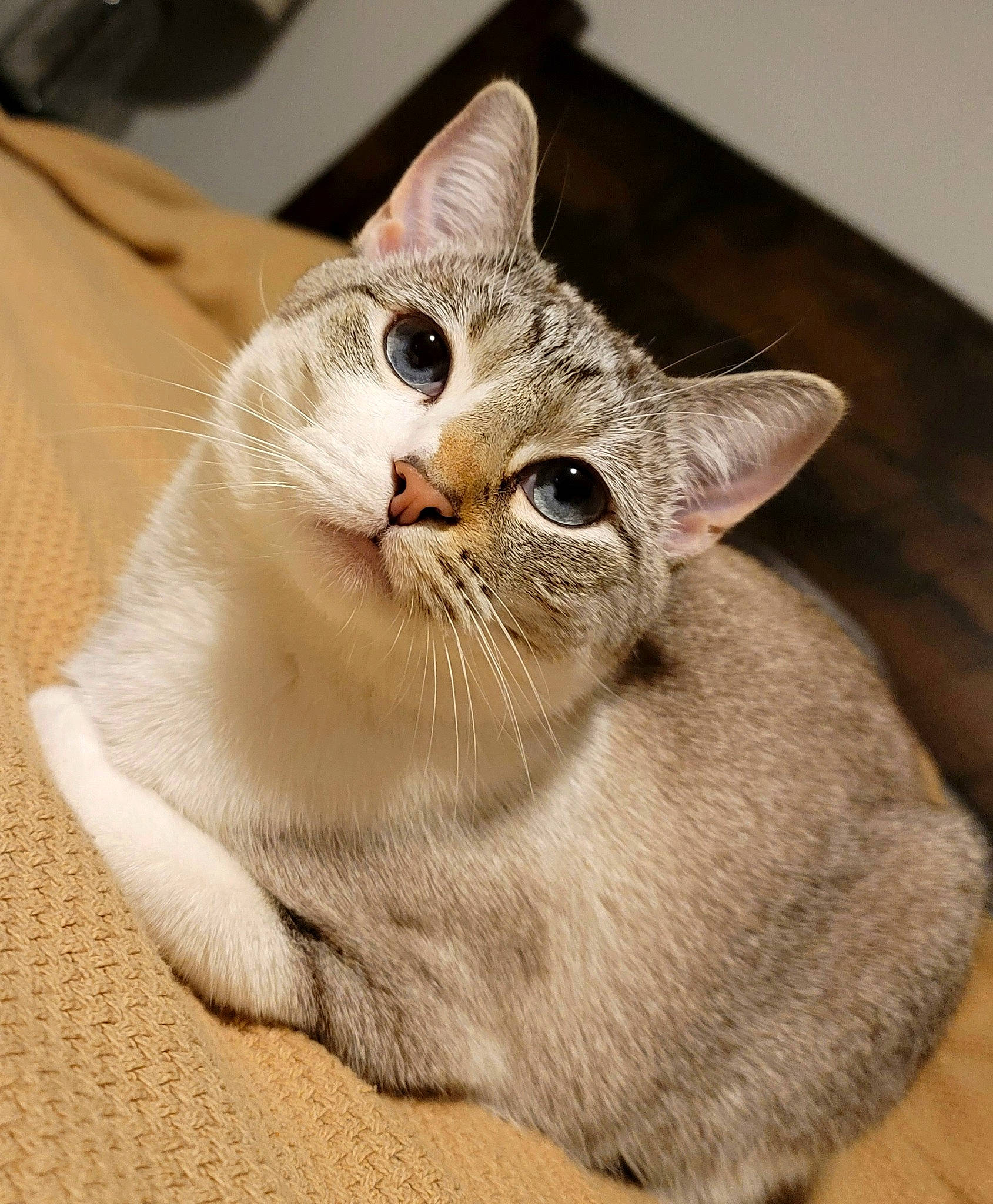 Dorothy is registered to the contest to win money with this photo: carnivore, cat, cat_bed, cat_furniture, cat_supply, claw, collar, comfort, domestic_short_haired_cat, ear, fawn, felidae, fur, paw, small_to_medium_sized_cats, snout, tail, thai, whiskers, window