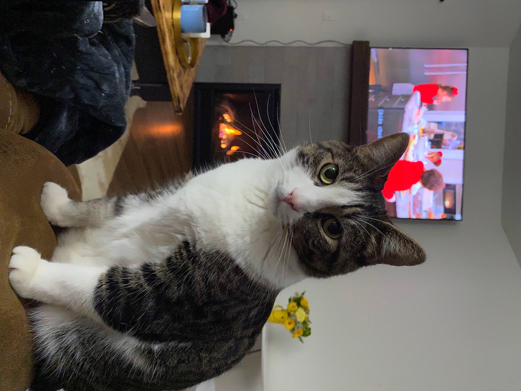 Larry joined the competition — help win amazing prizes! carnivore, cat, cat_supply, claw, comfort, domestic_short_haired_cat, felidae, fur, paw, picture_frame, room, small_to_medium_sized_cats, snout, tail, whiskers