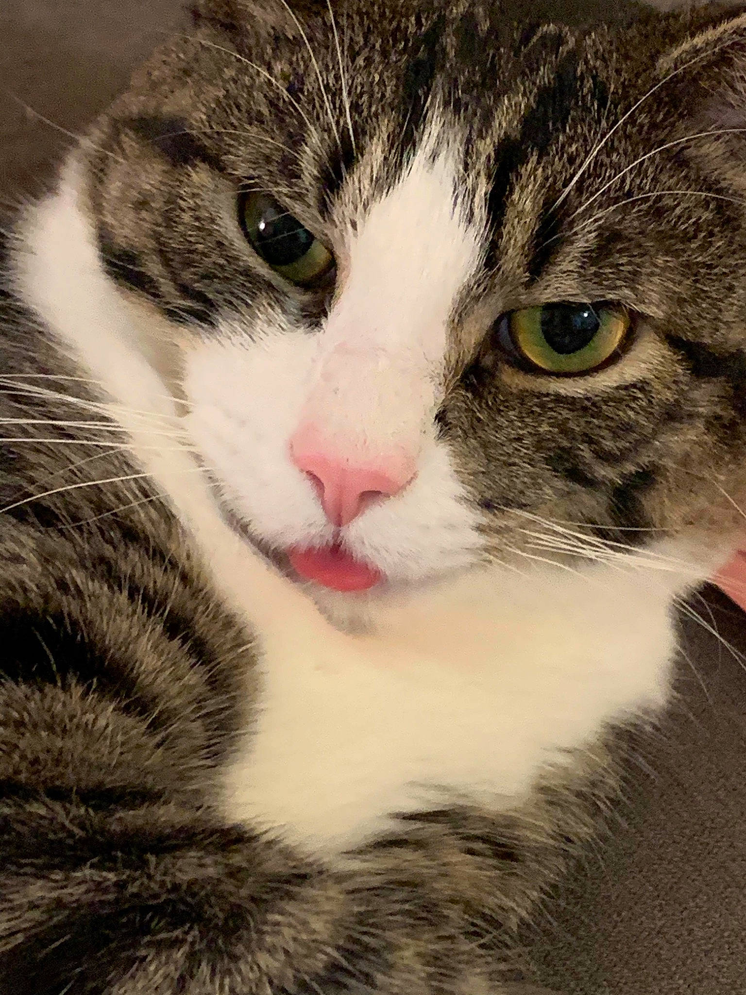 Larry joined the competition — help win amazing prizes! carnivore, cat, close_up, domestic_short_haired_cat, eye, felidae, fur, hair, head, human_body, leg, mammal, nose, paw, small_to_medium_sized_cats, snout, terrestrial_animal, tree, whiskers, window