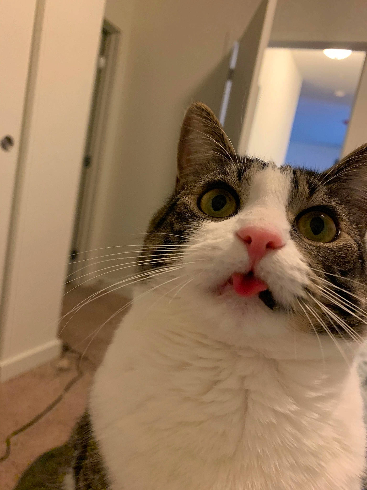 Larry is registered to the contest to win money with this photo: box, carnivore, cat, domestic_short_haired_cat, door, eye, felidae, fixture, fur, small_to_medium_sized_cats, snout, terrestrial_animal, whiskers, window