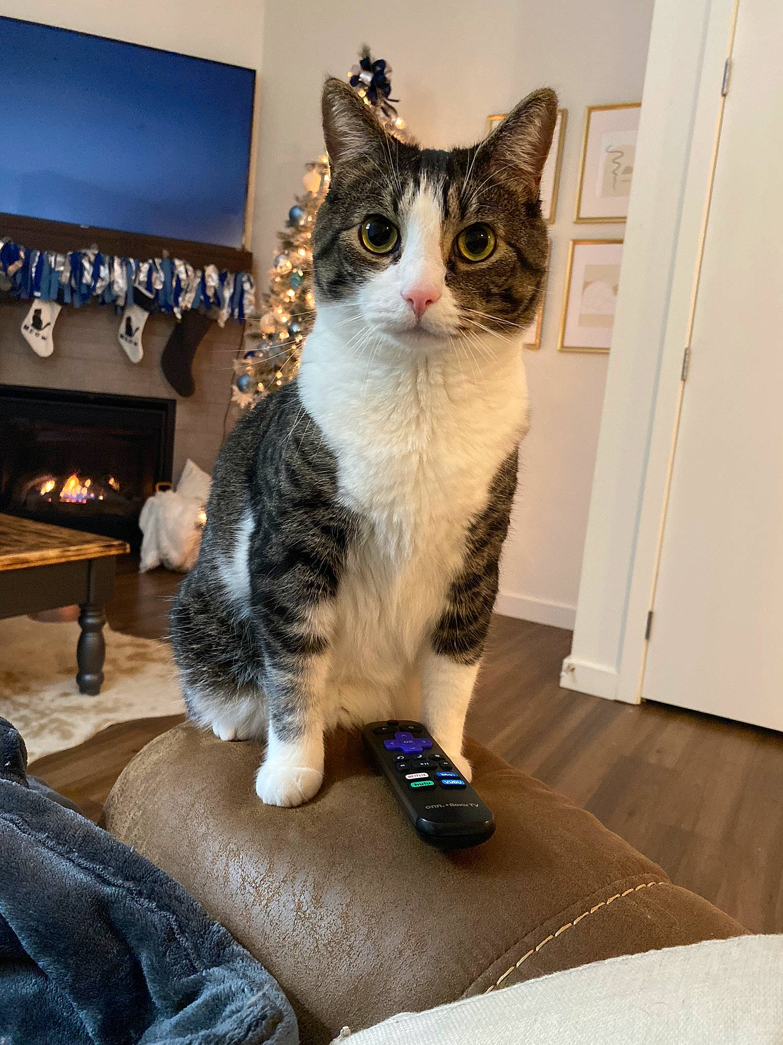 Larry joined the competition — help win amazing prizes! carnivore, cat, comfort, couch, domestic_short_haired_cat, door, felidae, flooring, fur, grey, houseplant, paw, picture_frame, sitting, small_to_medium_sized_cats, snout, tail, television, whiskers, wood_burning_stove