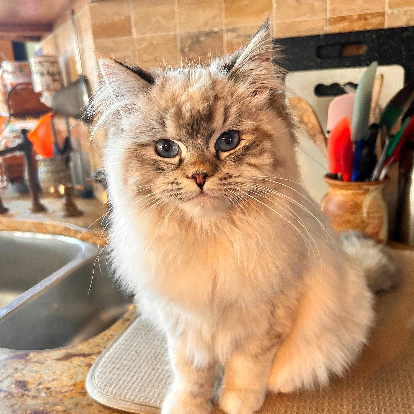 Celine is registered to the contest to win money with this photo: blue_eyes, cat, close_up, countertop, cozy, curious, domestic_animal, feline, fluffy, fur, home, indoor, kitchen, mat, pet, portrait, sink, table, utensils, whiskers