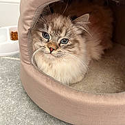 Celine is registered to the contest to win money with this photo: animal, beige, blue_eyes, cat, close_up, cozy, curious, cute, feline, floor, fluffy, food_dish, indoor, kitten, pet, pet_cave, portrait, resting, soft, whiskers