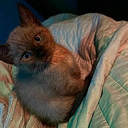 Milo is registered to the contest to win money with this photo: kitten, cat, pet, animal, fur, blanket, cozy, cute, indoor, sleepy, young, mammal, domestic, whiskers, bed, resting, soft, portrait, feline, curious