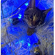 Rorey joined the competition — help win amazing prizes! animal, blue_lights, cat, celebration, christmas_tree, closeup, curious, decorations, feline, festive, holiday, indoor, ornament, pet, playful, reflection, shiny, tabby_cat, white_tree, winter
