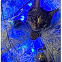 animal, blue_lights, cat, celebration, christmas_tree, closeup, curious, decorations, feline, festive, holiday, indoor, ornament, pet, playful, reflection, shiny, tabby_cat, white_tree, winter