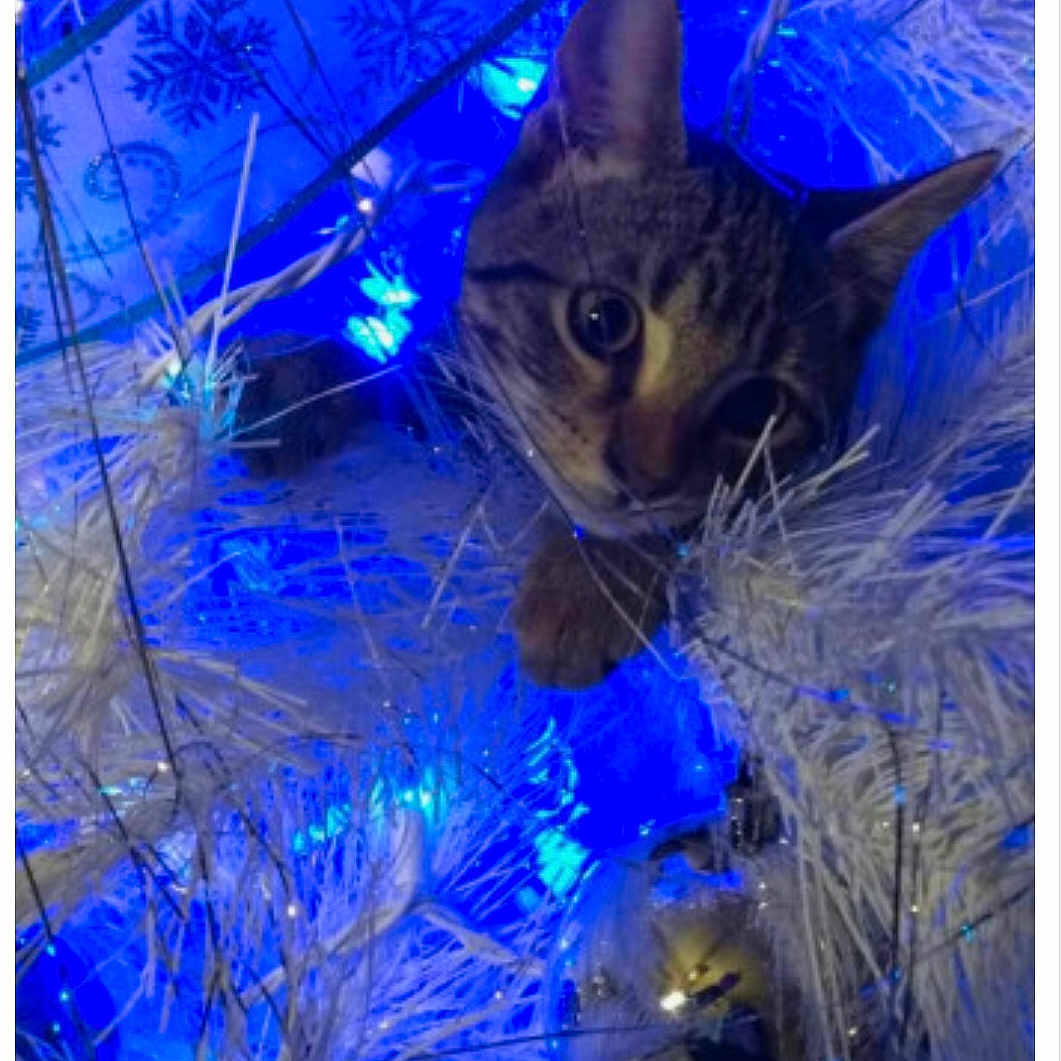 Rorey joined the competition — help win amazing prizes! animal, blue_lights, cat, celebration, christmas_tree, closeup, curious, decorations, feline, festive, holiday, indoor, ornament, pet, playful, reflection, shiny, tabby_cat, white_tree, winter
