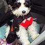 adorable, animal, black_and_white, blanket, car_interior, companion, cozy, cute, dog, fluffy, fur, indoor, pet, playful, puppy, red_bow, seat, sweater, window, young_dog
