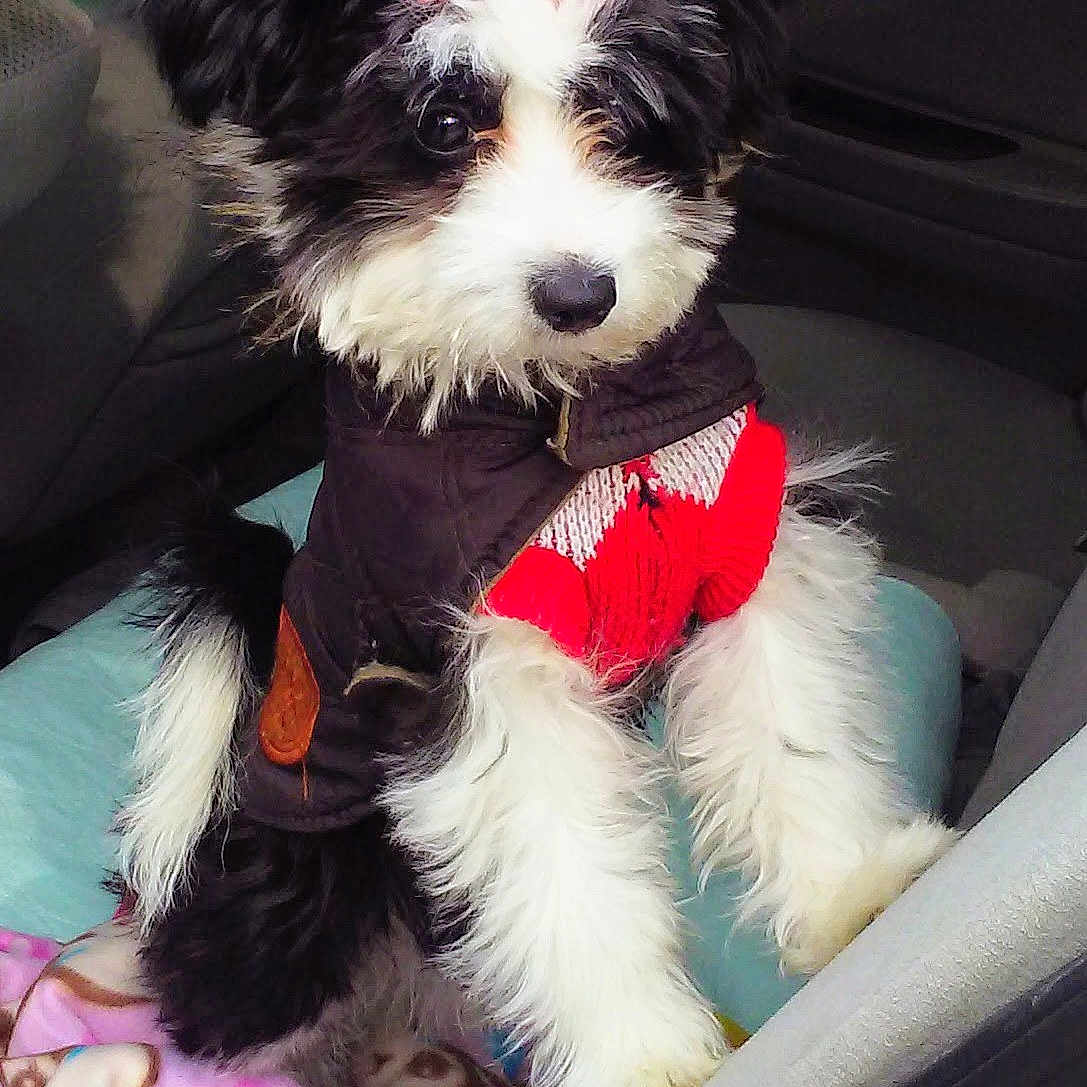 Bella joined the competition — help win amazing prizes! adorable, animal, black_and_white, blanket, car_interior, companion, cozy, cute, dog, fluffy, fur, indoor, pet, playful, puppy, red_bow, seat, sweater, window, young_dog