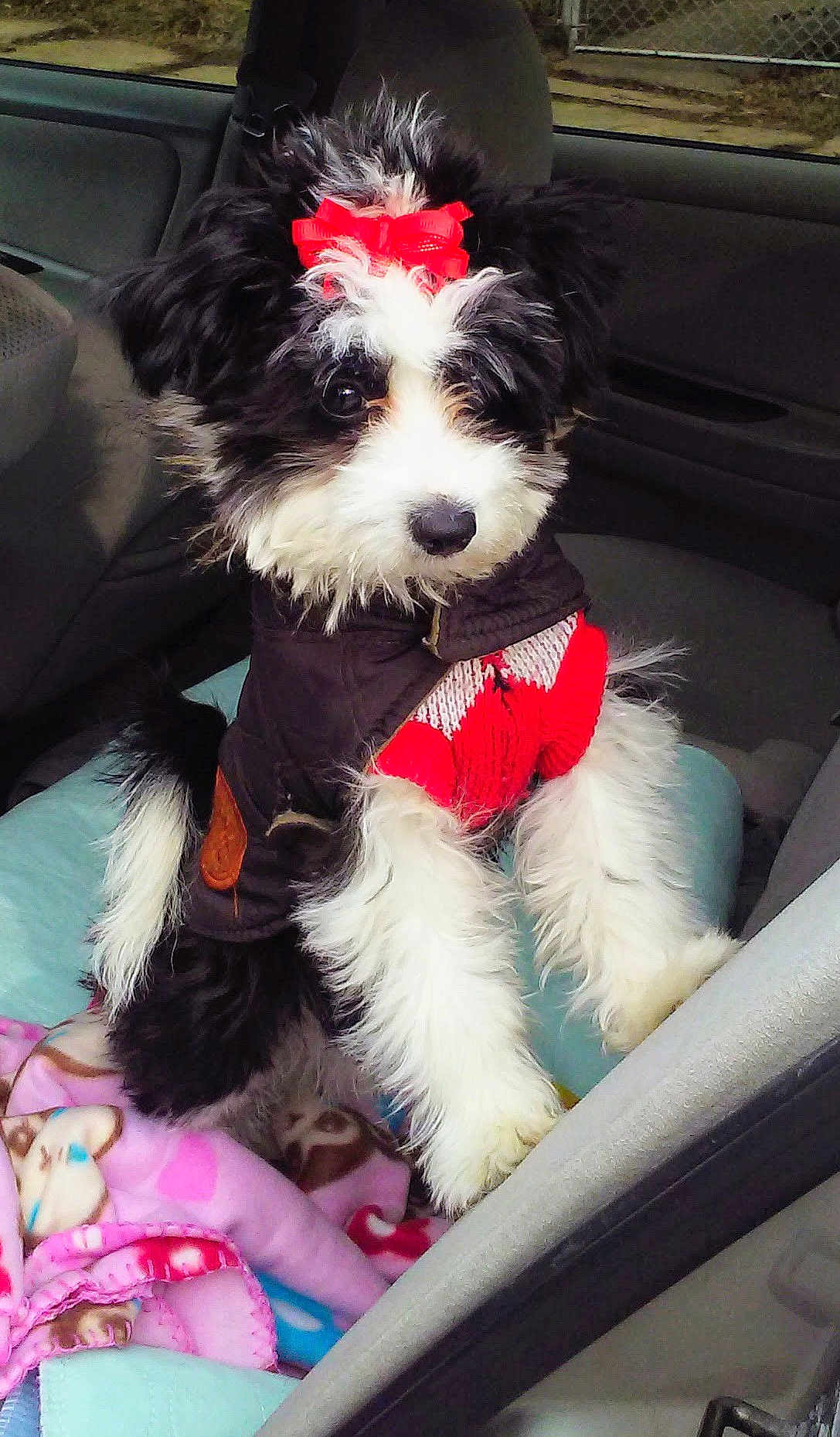 Bella joined the competition — help win amazing prizes! puppy, dog, pet, car_interior, blanket, red_bow, sweater, cute, fluffy, black_and_white, seat, window, cozy, fur, animal, indoor, young_dog, playful, adorable, companion
