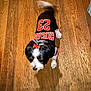 dog, small_dog, black_and_white, bow, jersey, chicago, number_23, wooden_floor, motion_blur, pet, indoor, flooring, tail, fur, animal, cute, playful, walking, domestic_animal, canine