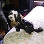 dog, black_and_white, leather_jacket, fur_collar, bedspread, floral_pattern, indoor, pet, small_dog, fur, person, jeans, sneakers, flash_reflection, tail, sitting, looking_up, furniture, room, casual_clothing