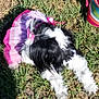 Bella joined the competition — help win amazing prizes! dog, grass, pink_dress, outdoor, sunny, black_and_white, pet, lying_down, fur, small_dog, accessory, colorful_bag, nature, animal, cute, daylight, relaxing, playful, summer, garden