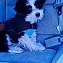 dog, puppy, black_and_white, bow, jacket, car_seat, pet, cute, fluffy, animal, indoor, seatbelt, vehicle, small_dog, fur, adorable, looking, sitting, cozy, companion