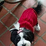 dog, pet, red_sweater, black_and_white, bow, tile_floor, indoor, small_dog, fur, cute, animal, clothing, domestic_animal, looking_up, toy_breed, floor, wheel, blur, companion, adorable