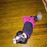 Bella is registered to the contest to win money with this photo: dog, pet, dress, pink_bow, black_and_pink, wooden_floor, tail_wagging, indoor, small_dog, motion_blur, cute, animal_clothing, flooring, fur, domestic_animal, accessory, playful, companion, furry, adorable