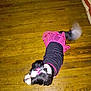 dog, pet, dress, pink_bow, black_and_pink, wooden_floor, tail_wagging, indoor, small_dog, motion_blur, cute, animal_clothing, flooring, fur, domestic_animal, accessory, playful, companion, furry, adorable