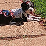 animal, black_and_white, canine, colorful_outfit, cute, daylight, dog, grass, nature, outdoor, pavement, pet_clothing, playing, relaxing, resting, sidewalk, small_dog, summer, sunny, tongue_out