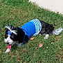 dog, grass, blue_clothing, bow, pet, outdoor, tongue_out, black_and_white, happy, animal, canine, fur, tail, sunlight, nature, playful, lying_down, summer, daytime, cute