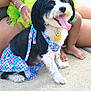 Bella joined the competition — help win amazing prizes! dog, black_and_white, dress, mermaid_pattern, pet, sitting, child, legs, hands, outdoor, concrete, happy, tongue_out, fur, accessory, colorful, playful, summer, family, cute