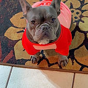 Royalty Harris is registered to the contest to win money with this photo: dog, french_bulldog, pet, animal, indoors, red_clothing, hoodie, carpet, tile_floor, cute, looking_up, ears_up, sitting, companion, domestic_animal, small_dog, portrait, fur, four_legs, waiting
