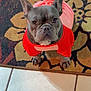 dog, french_bulldog, pet, animal, indoors, red_clothing, hoodie, carpet, tile_floor, cute, looking_up, ears_up, sitting, companion, domestic_animal, small_dog, portrait, fur, four_legs, waiting