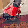 dog, french_bulldog, pet, indoor, shirt, red, pink, ears, carpet, rug, tile_floor, flooring, furniture, animal, canine, sitting, cute, domestic, companion, portrait