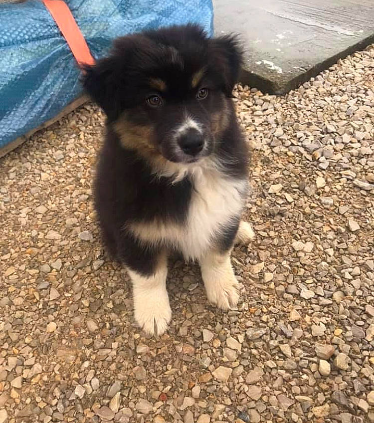 Elvis a rejoint le concours — aidez-le/la à gagner de superbes lots ! australian_collie, canidae, carnivore, companion_dog, dog, dog_breed, fur, herding_dog, miniature_australian_shepherd, paw, road_surface, snout, soil, sporting_group, tail, terrestrial_animal, toy_dog, whiskers, working_animal, working_dog