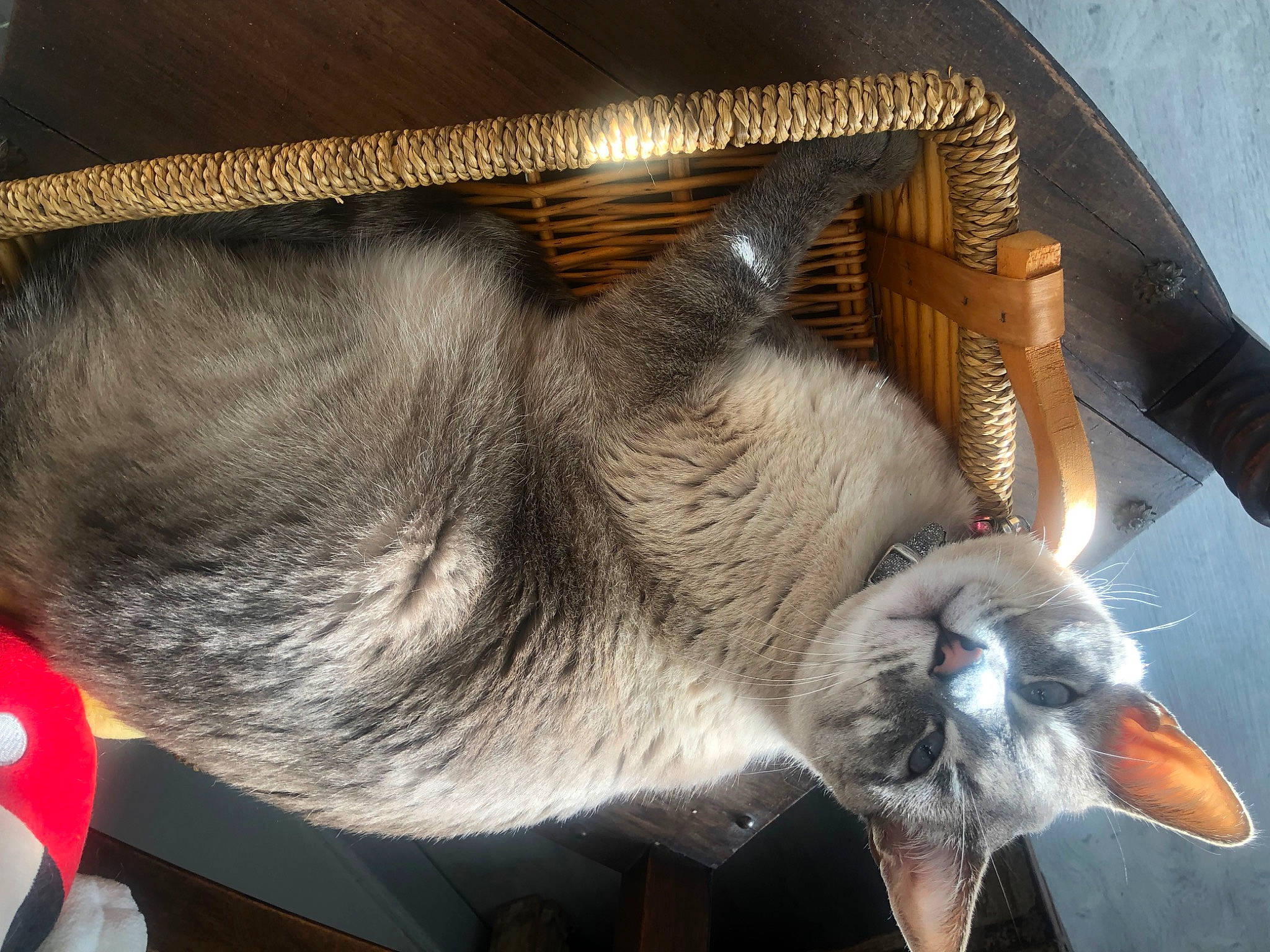 Stone a rejoint le concours — aidez-le/la à gagner de superbes lots ! balinese, carnivore, cat, cat_supply, claw, collar, comfort, domestic_short_haired_cat, ear, fang, fawn, felidae, fur, paw, small_to_medium_sized_cats, snout, tail, whiskers