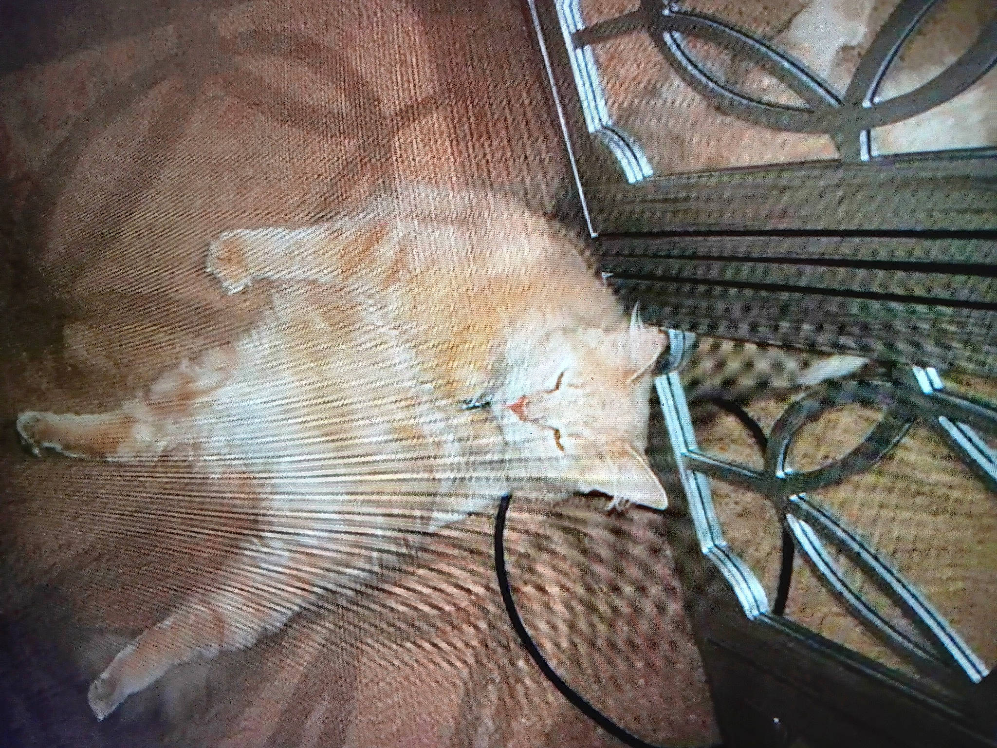 Monkey joined the competition — help win amazing prizes! carnivore, cat, claw, comfort, domestic_short_haired_cat, electrical_wiring, fawn, felidae, flooring, foot, fur, hardwood, lap, paw, small_to_medium_sized_cats, tail, vehicle, whiskers, wire, wood