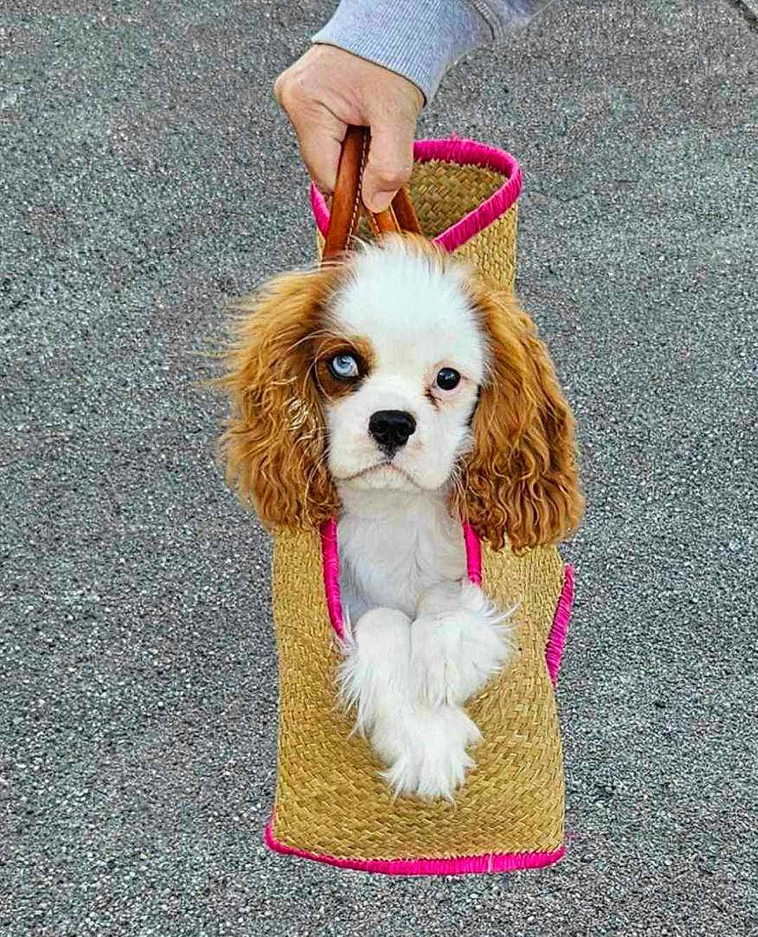 Ulysse participe au concours pour gagner de l'argent avec cette photo : canidae, carnivore, cavalier_king_charles_spaniel, collar, companion_dog, dog, dog_breed, dog_clothes, dog_supply, fawn, fur, hat, leash, liver, pet_supply, snout, spaniel, sporting_group, toy_dog, water_dog