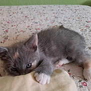 Oatie joined the competition — help win amazing prizes! animal, bed, cat, cozy, cute, domestic_cat, feline, floral_bedspread, gray_cat, indoor, kitten, pet, pillow, playful, resting, sleepy, small, soft_fur, white_paws, young_cat