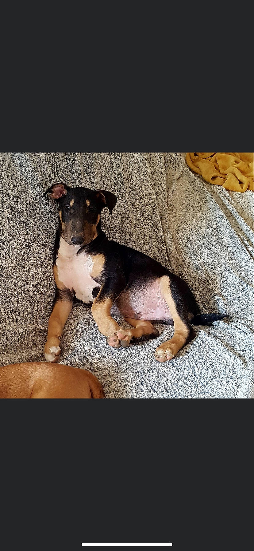 T-rex participe au concours pour gagner de l'argent avec cette photo : canidae, carnivore, comfort, companion_dog, dog, dog_breed, dog_supply, flash_photography, guard_dog, paw, puppy, sitting, snout, sporting_group, toy_dog, working_animal, working_dog