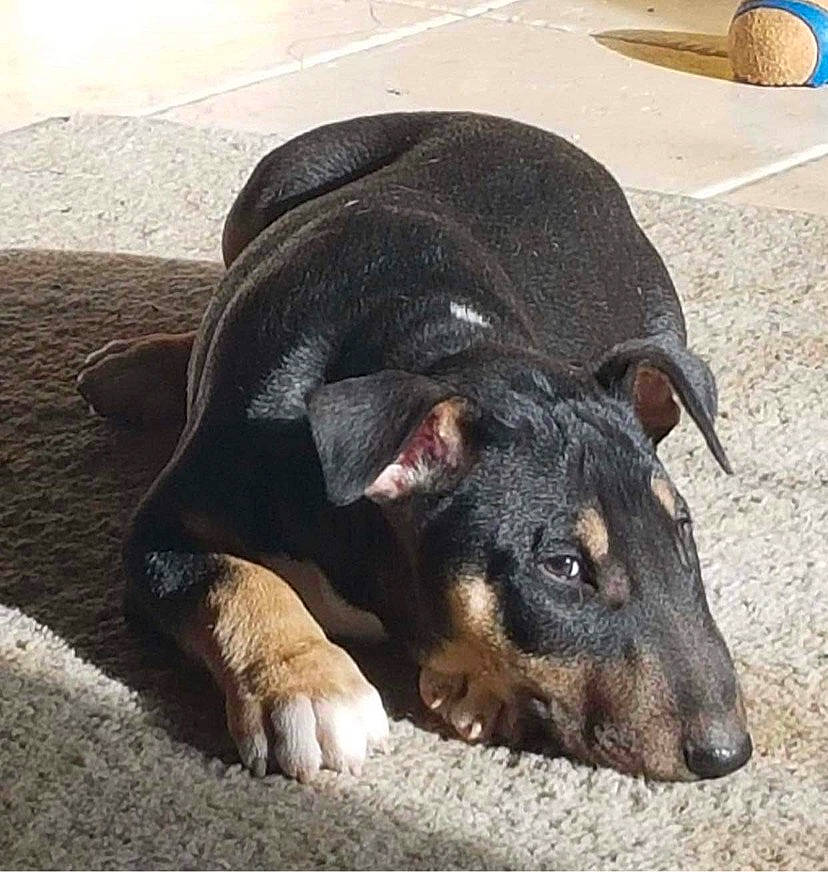 T-rex participe au concours pour gagner de l'argent avec cette photo : canidae, carnivore, comfort, companion_dog, dog, dog_breed, fur, guard_dog, natural_material, paw, pet_supply, road_surface, snout, sporting_group, terrestrial_animal, working_animal, working_dog