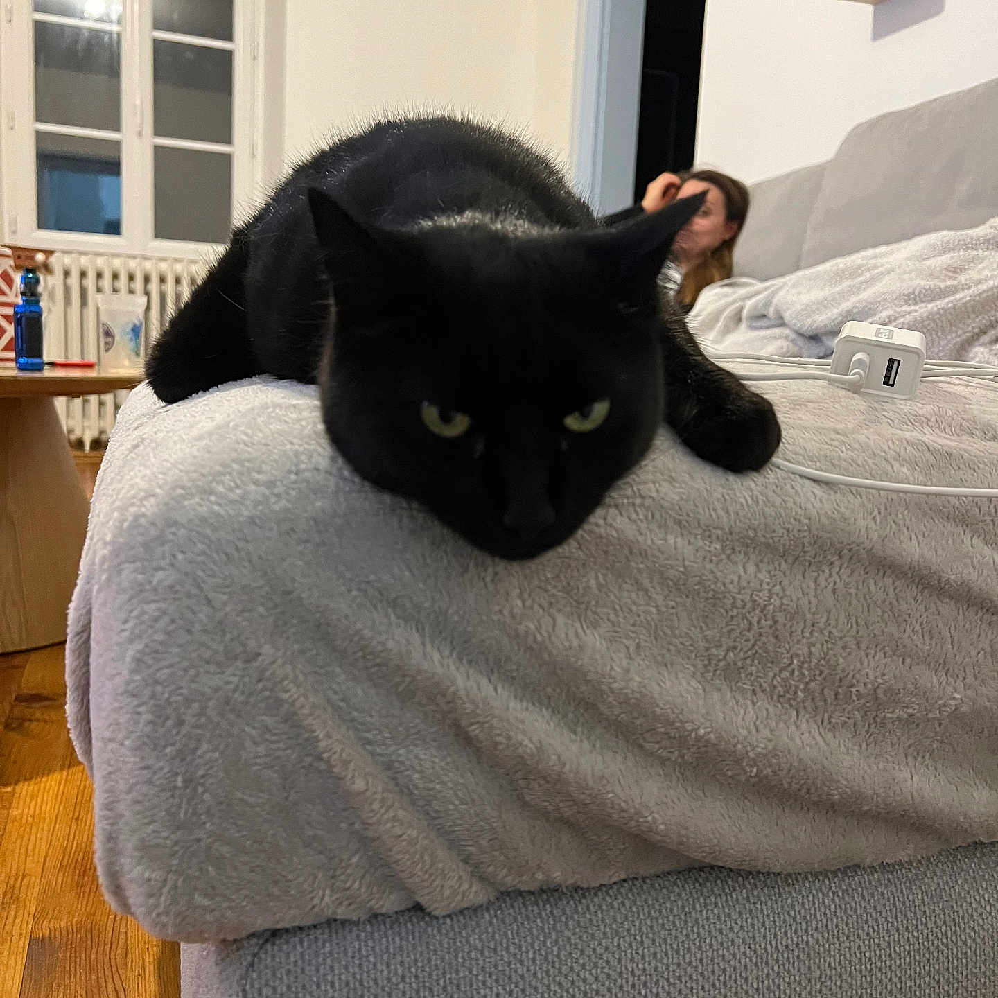 Naya a rejoint le concours — aidez-le/la à gagner de superbes lots ! animal, black_cat, blanket, cat, couch, cozy, curtains, domestic, electronic_charger, furniture, home, indoor, living_room, person, pet, relaxing, resting, sofa, window, wooden_floor