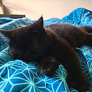 Anita participe au concours pour gagner de l'argent avec cette photo : cat, black_cat, sleeping, bed, blanket, indoor, pet, feline, animal, resting, cozy, fur, cute, domestic_animal, blue, pattern, soft, comfort, relaxation, closeup