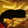 Anita participe au concours pour gagner de l'argent avec cette photo : cat, black_cat, stack_of_books, books, sunlight, shadow, indoor, cozy, feline, resting, warm_light, literature, shelf, quiet, relaxation, animal, pet, home, still_life, reading_material