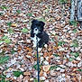 animal, canine, dog, face, grove, head, jungle, land, leaf, nature, outdoors, person, pet, photography, plant, puppy, soil, tree, vegetation, woodland