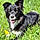 Tessy