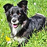 animal, black_and_white, canine, cute, dog, ears_up, flowers, fur, grass, greenery, happy, lying_down, meadow, nature, outdoor, pet, playful, summer, sunny, tongue_out